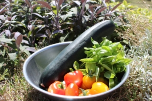 Græsk salat
