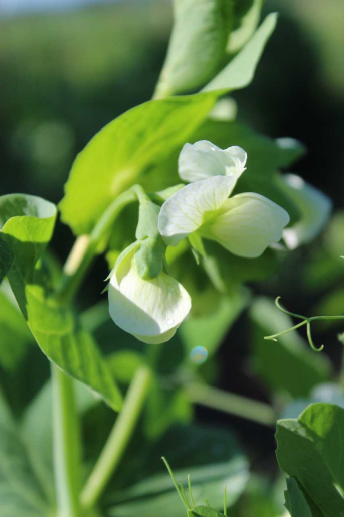Ærteblomst
