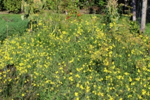 Rucola i blomst