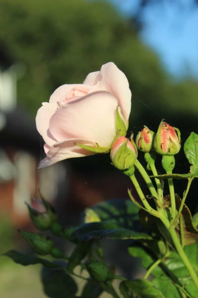 Rose knop