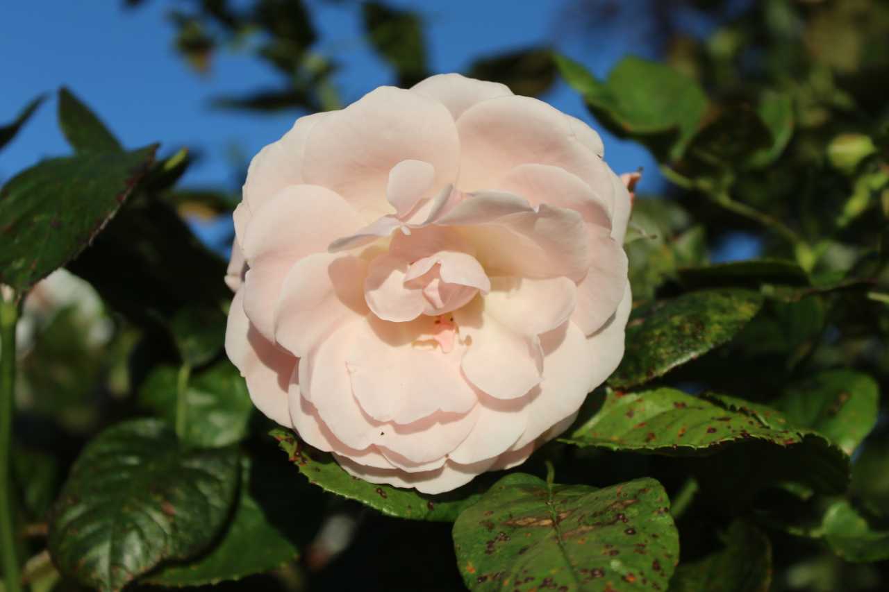 Sartrosa rose