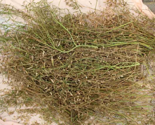 Sennephøst 1 Sennephøst 1