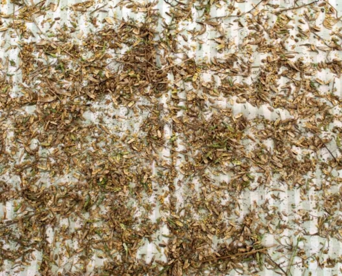 Sennephøst 4 Sennephøst 4