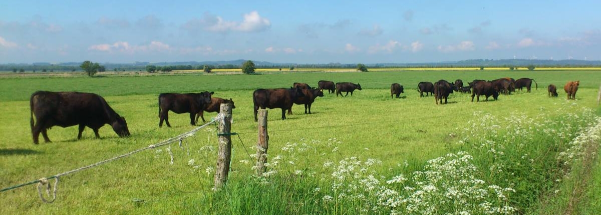 Rydalsgaard Angus