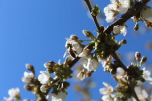 Bi i kirsebærblomst