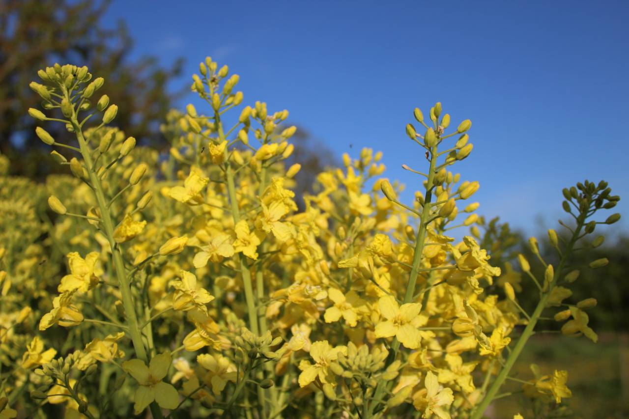 Grønkål i blomst