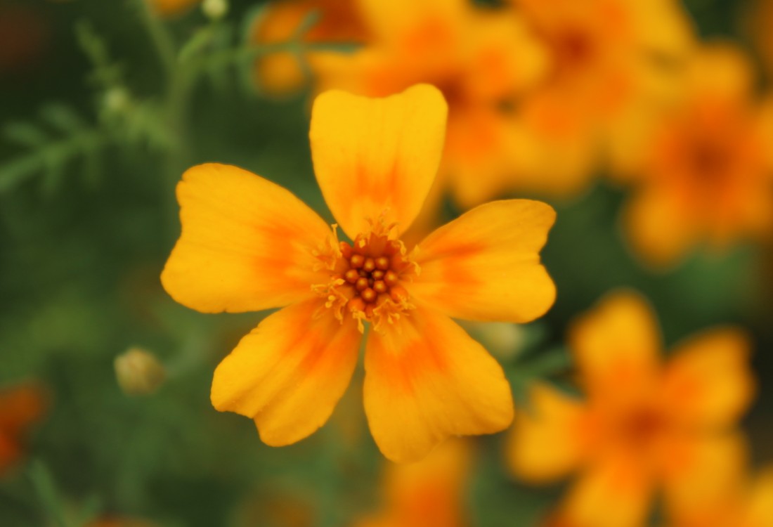 Appelsintagetes