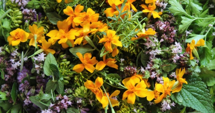 Krydderurter og Appelsintagetes