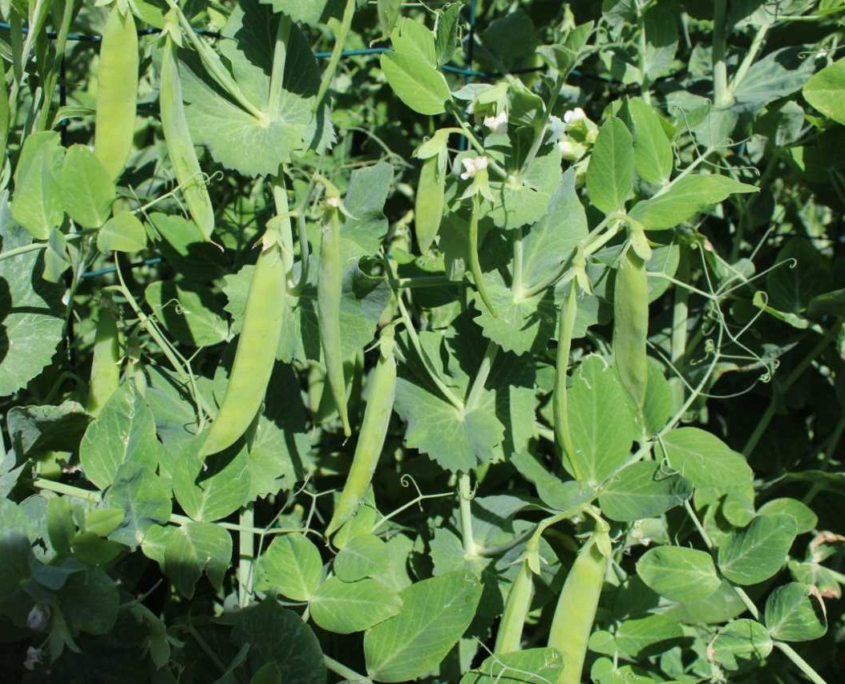Ærter