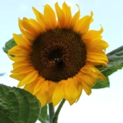 Solsikke