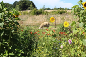 Blomster og Får