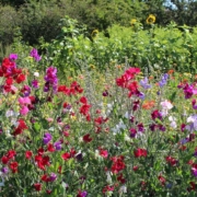 Ærteblomster - Lathyrus Fredvang Frø