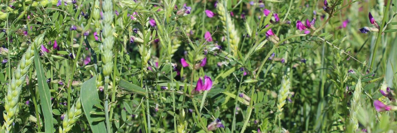 Sommervikke