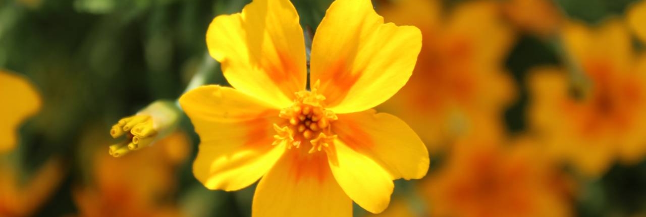 Fredvang Frø Appelsintagetes