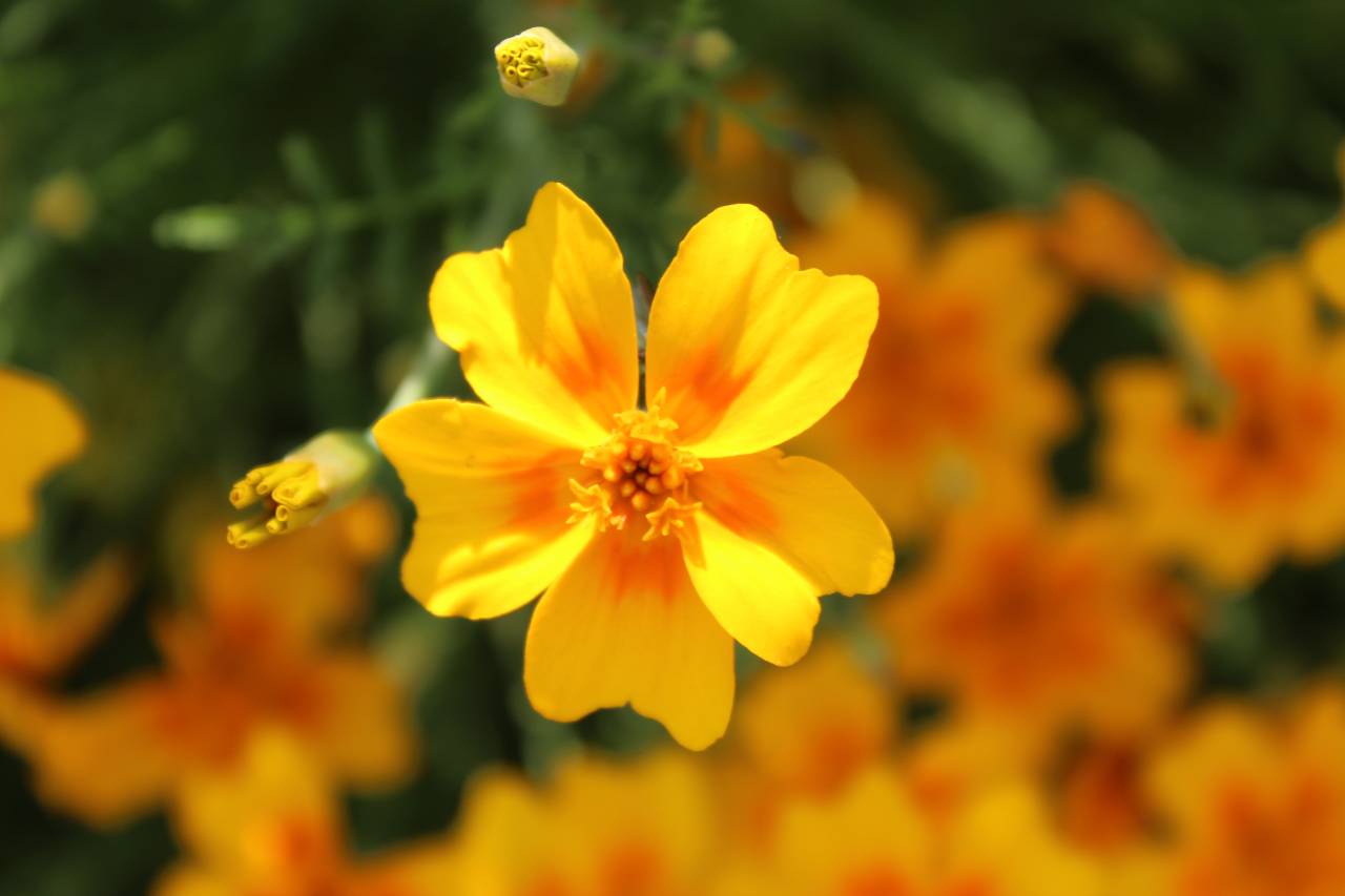 Fredvang Frø Appelsintagetes