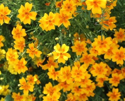 Frø fra Fredvang Appelsintagetes