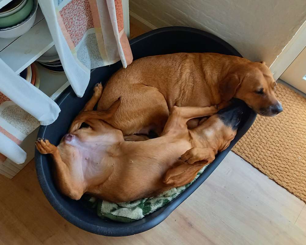 Hundehvalp