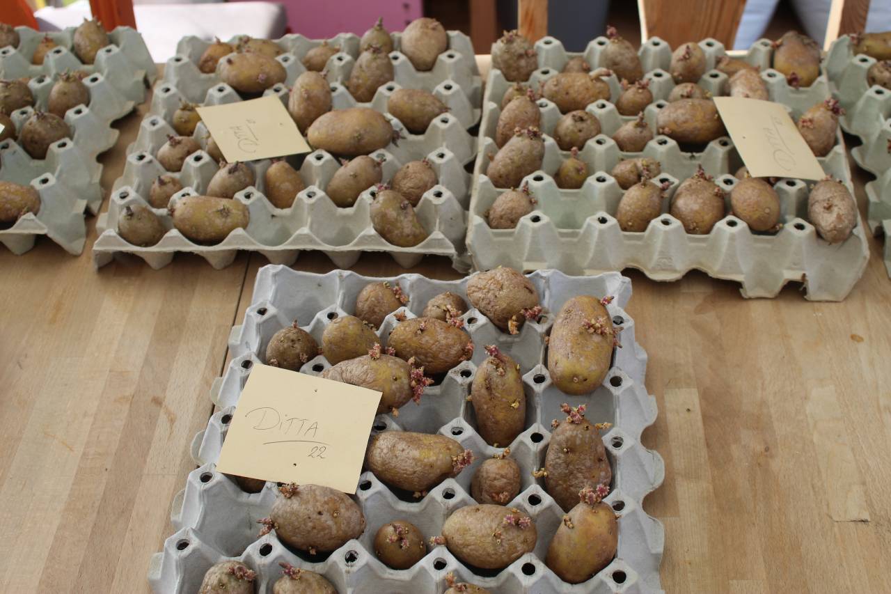 Læggekartoffel Ditta