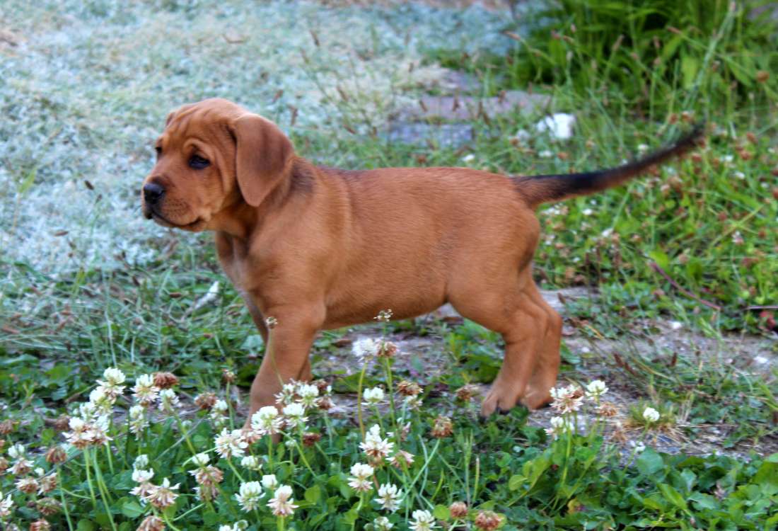 Hundehvalp