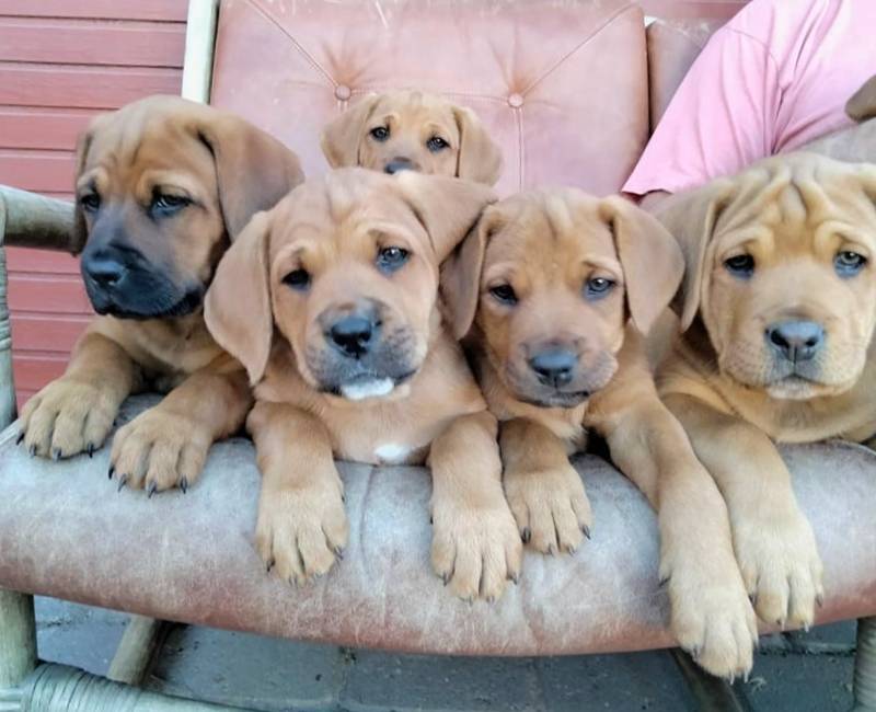 Hundehvalpe