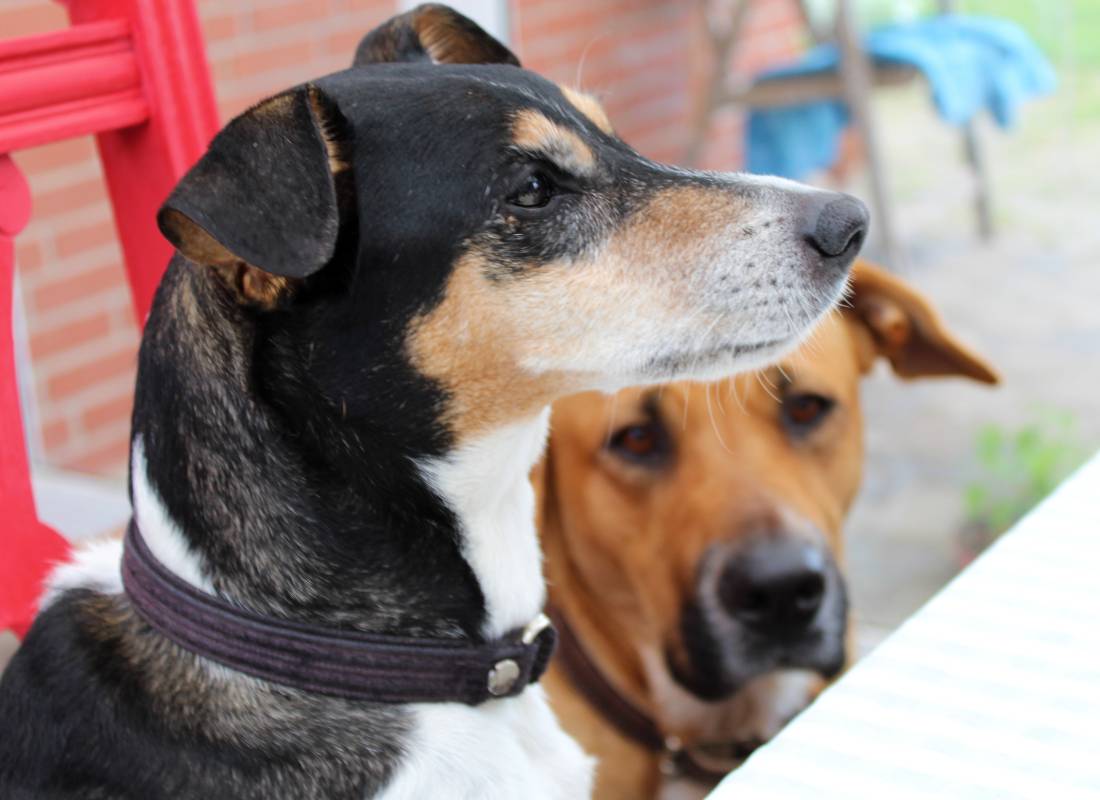Terrier