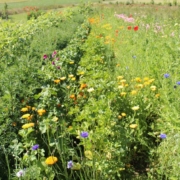Blomsterhave