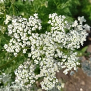 Kommenblomst