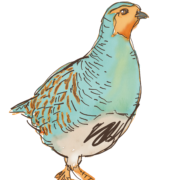 Agerhøne illustration