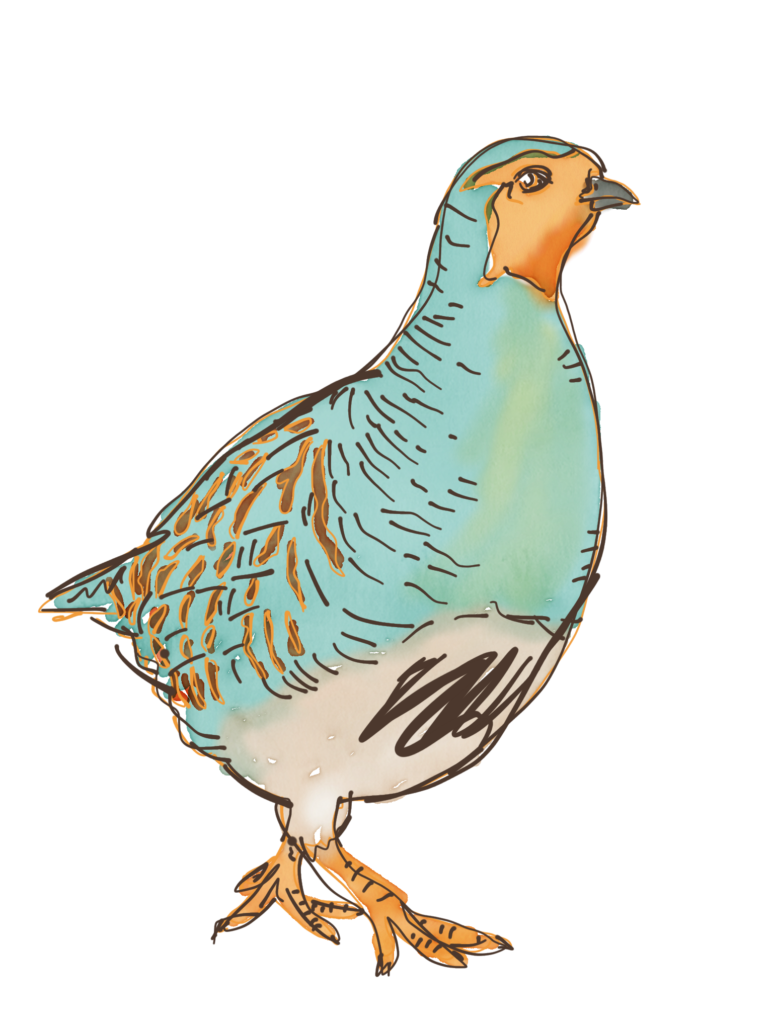 Agerhøne illustration