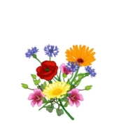 Fredvang Frø Blomstereng