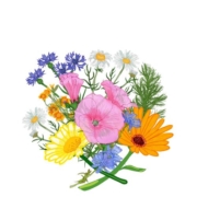 Spiselige blomster Fredvang Frø