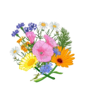 Spiselige blomster Fredvang Frø