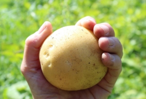 Kartofler i tang